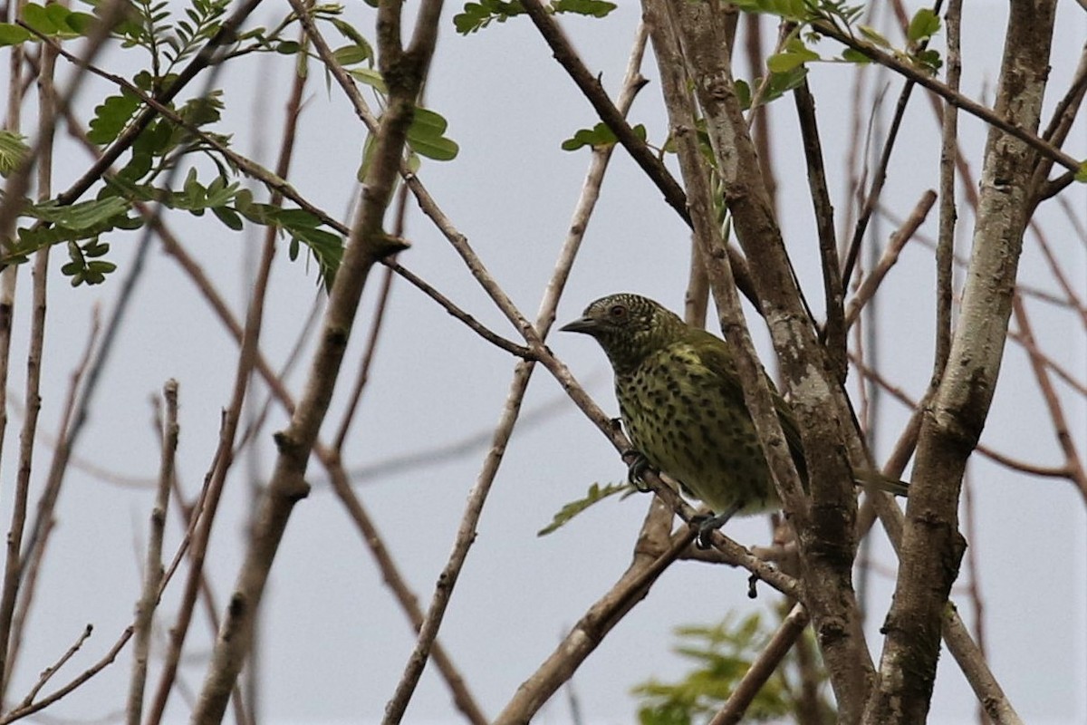 Sharpbill - ML555953001