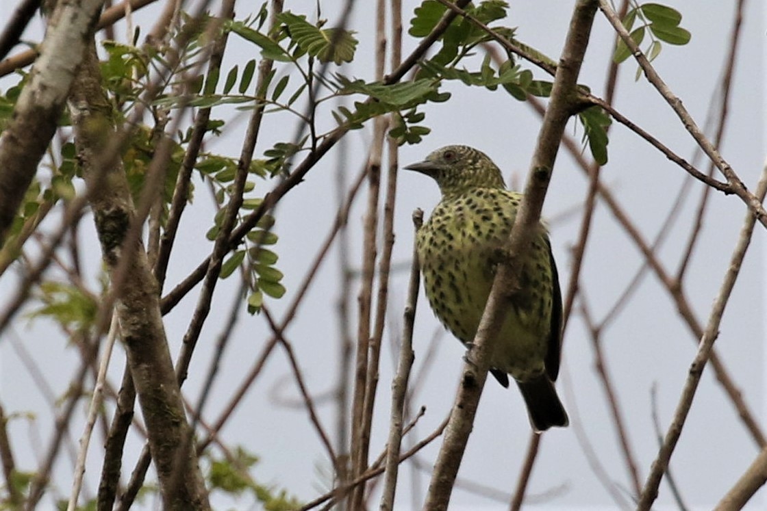 Sharpbill - ML555953011