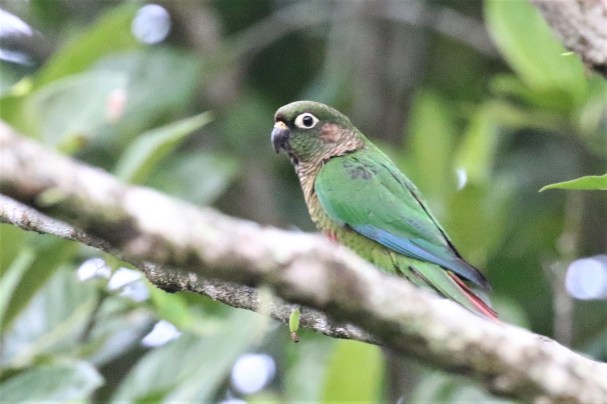 Conure de Vieillot - ML555953211