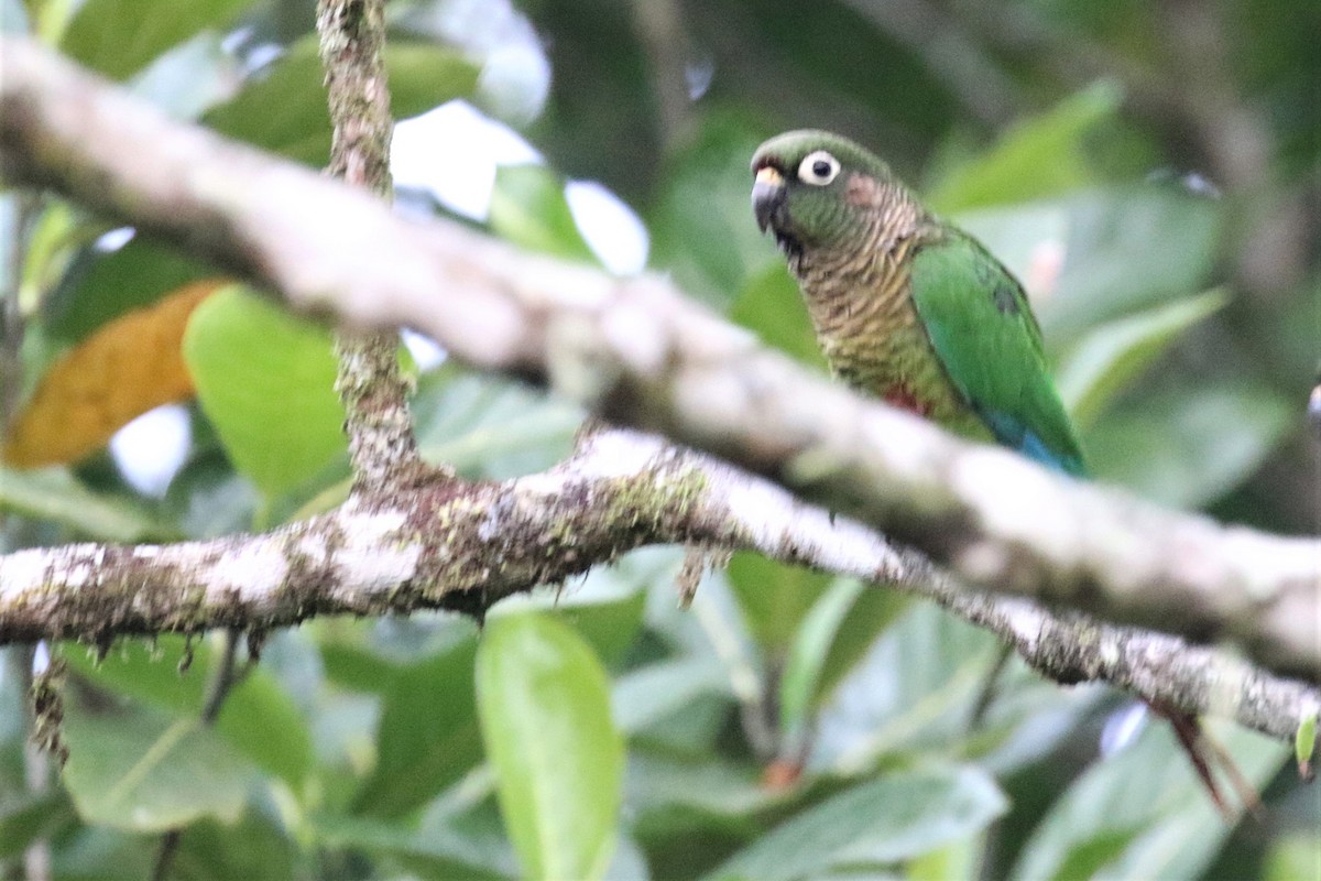 Maroon-bellied Parakeet - ML555953221