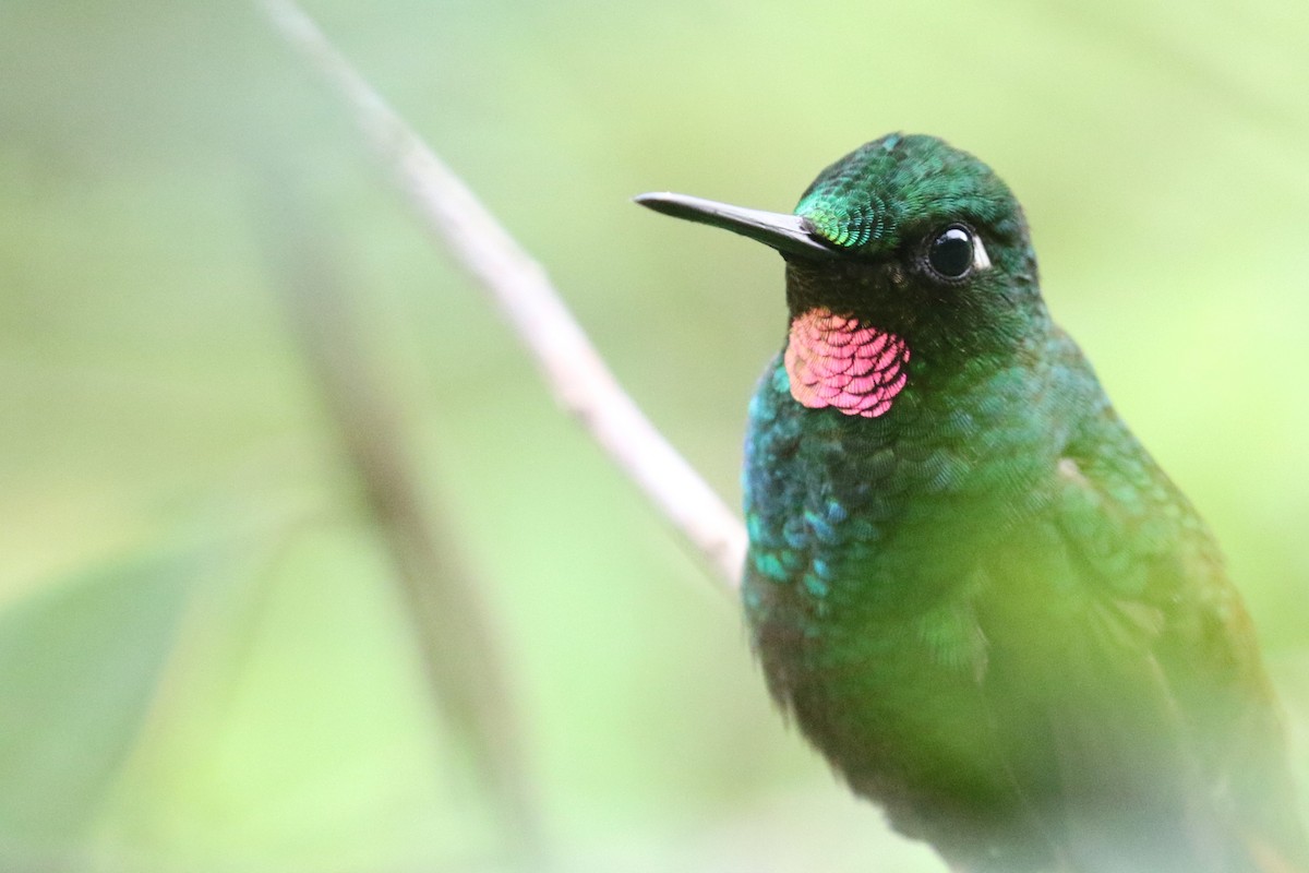 Colibri rubis-émeraude - ML555953381