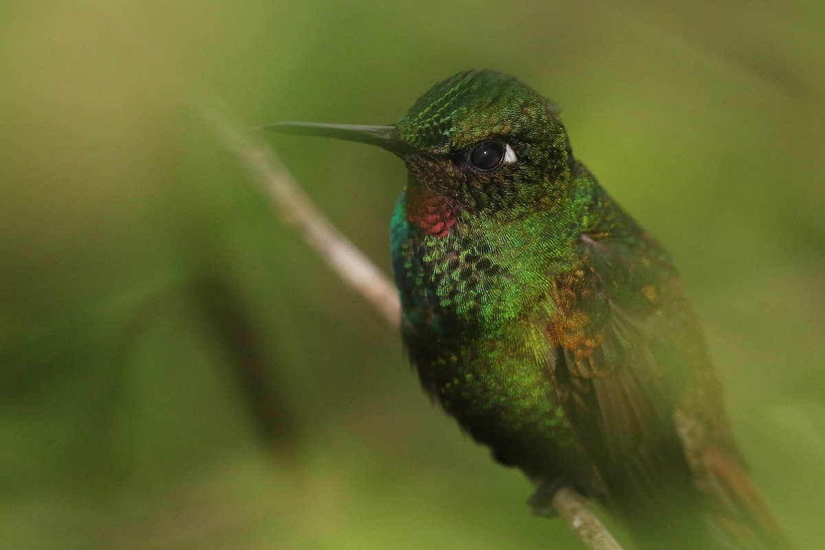 Colibri rubis-émeraude - ML555953401