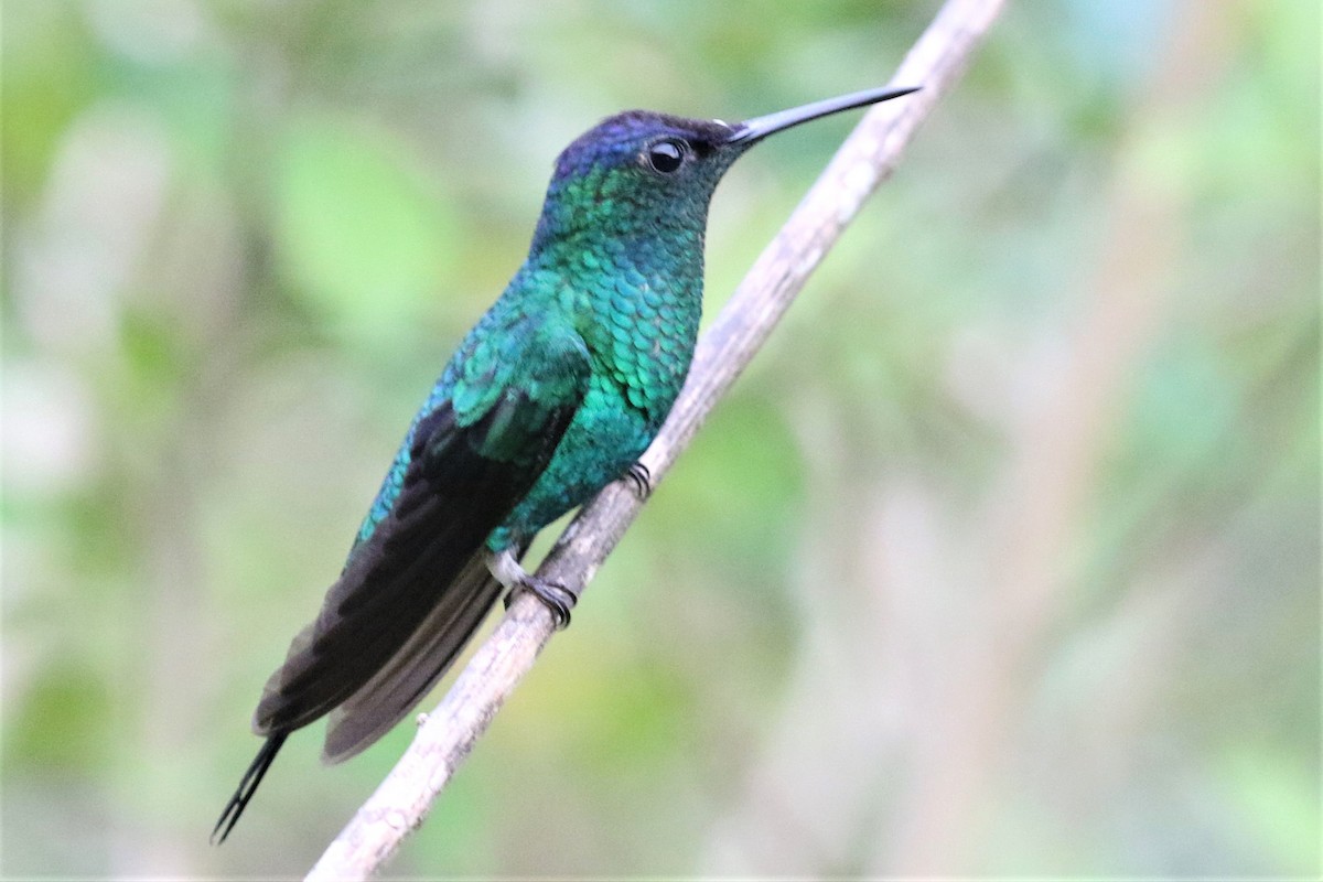 Violet-capped Woodnymph - ML555953621