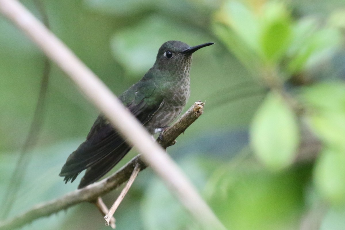 Violet-capped Woodnymph - ML555953631