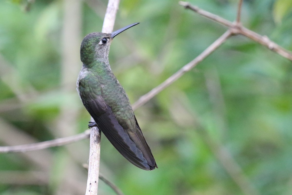 Violet-capped Woodnymph - ML555953641