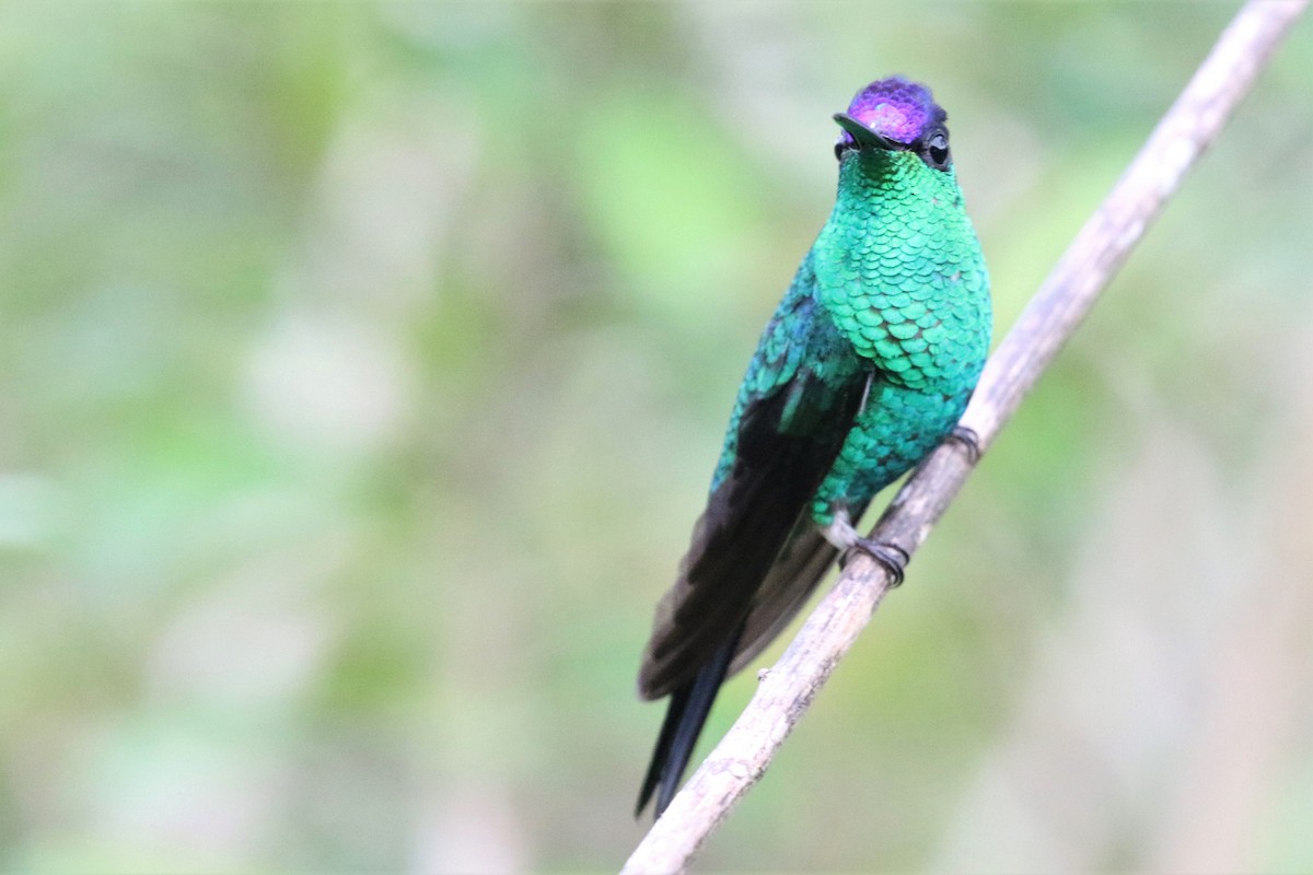 Violet-capped Woodnymph - ML555953651