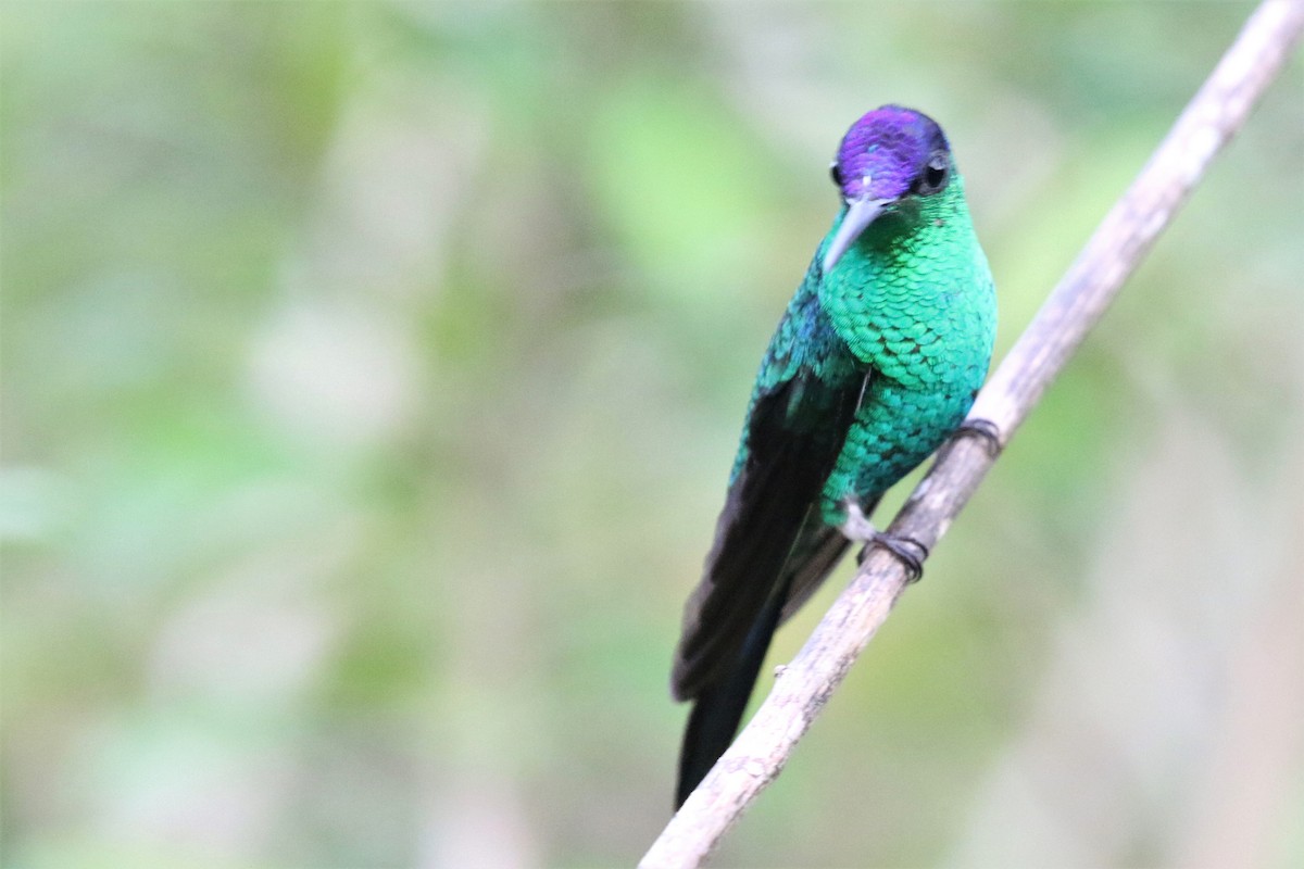 Violet-capped Woodnymph - ML555953661