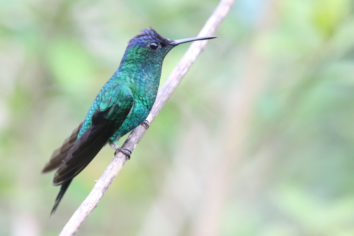 Violet-capped Woodnymph - ML555953671