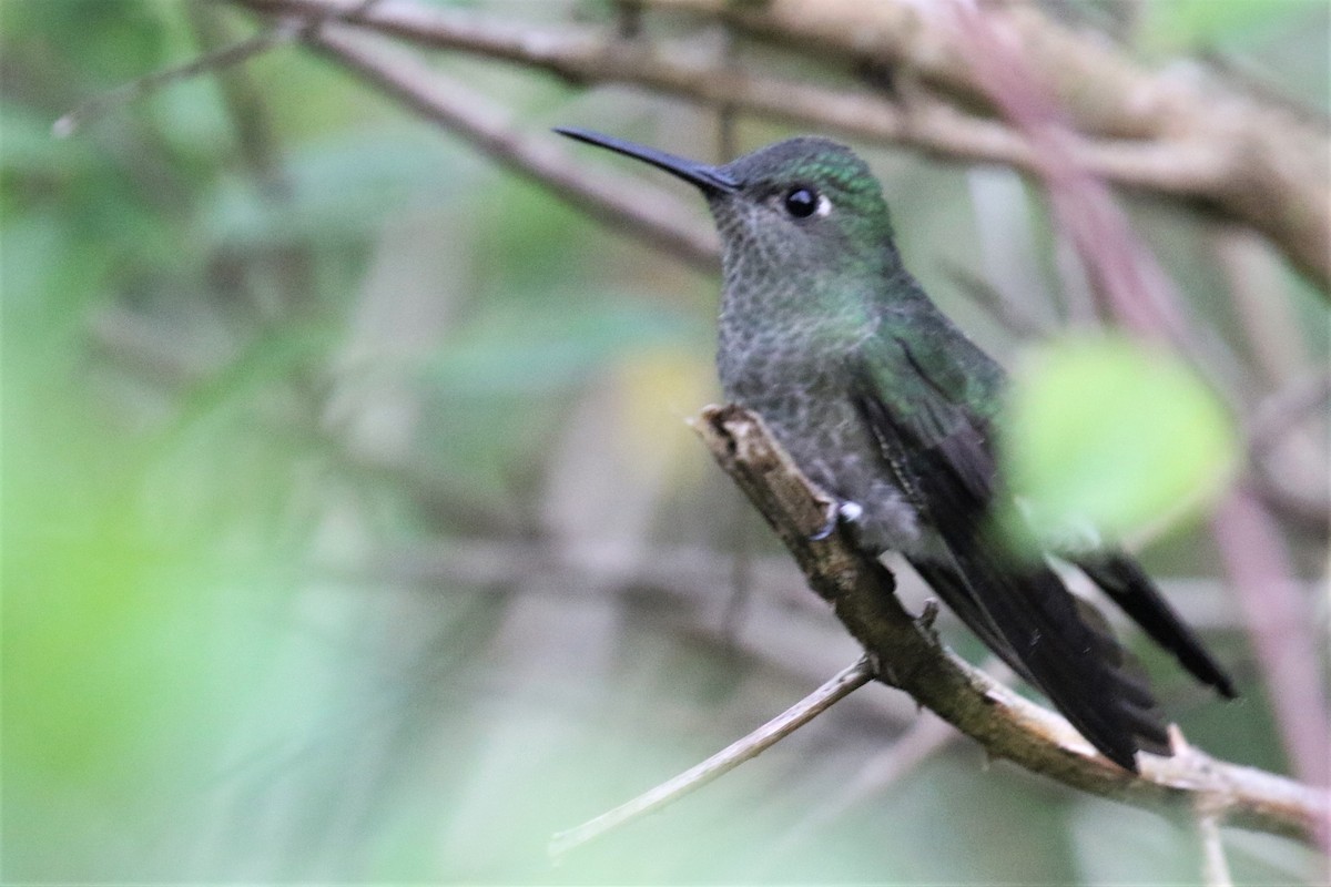 Violet-capped Woodnymph - ML555953681