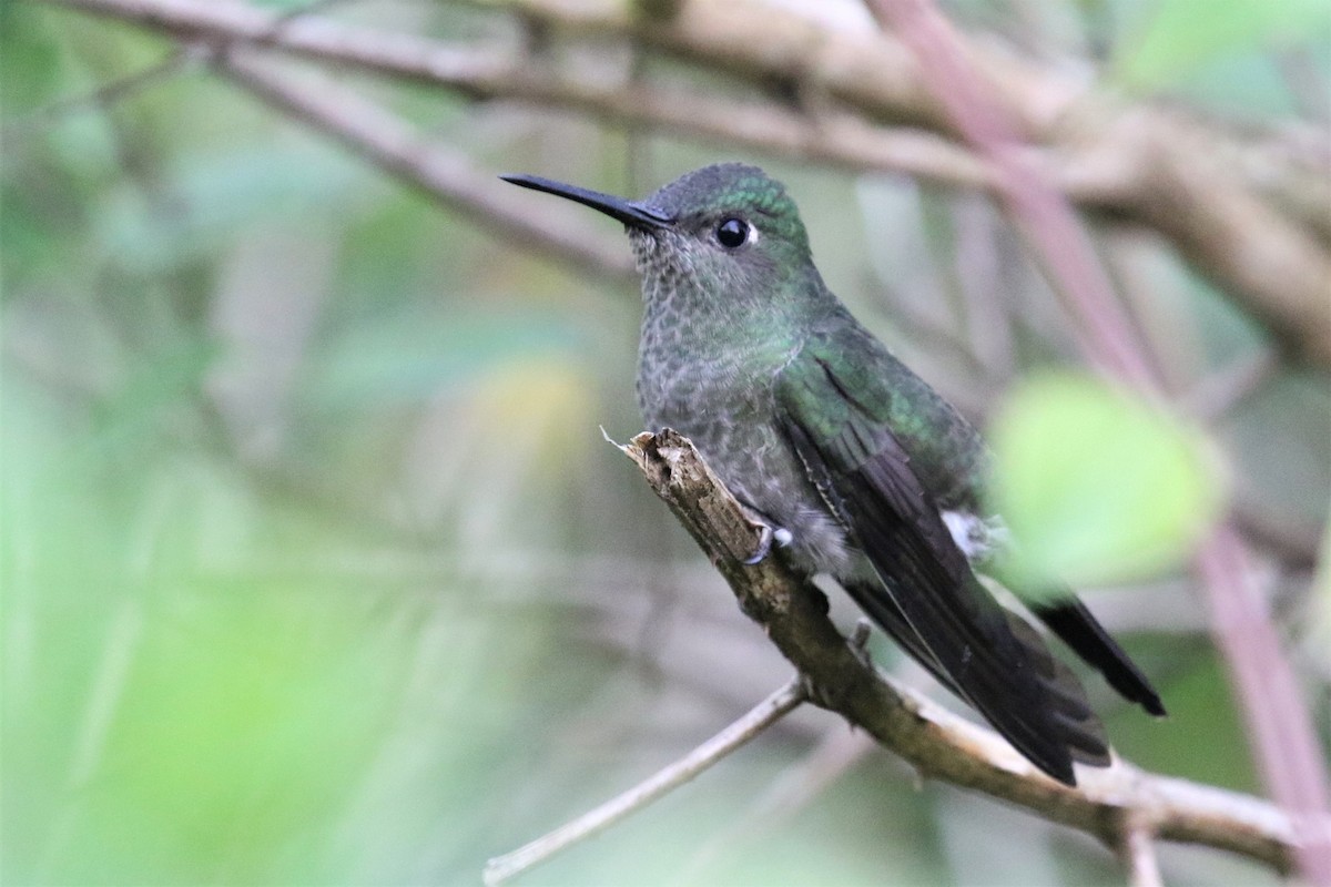 Violet-capped Woodnymph - ML555953691