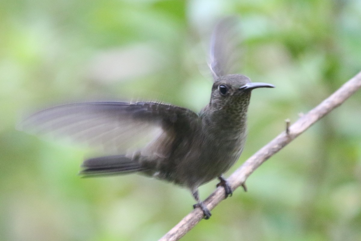 Sombre Hummingbird - ML555953731