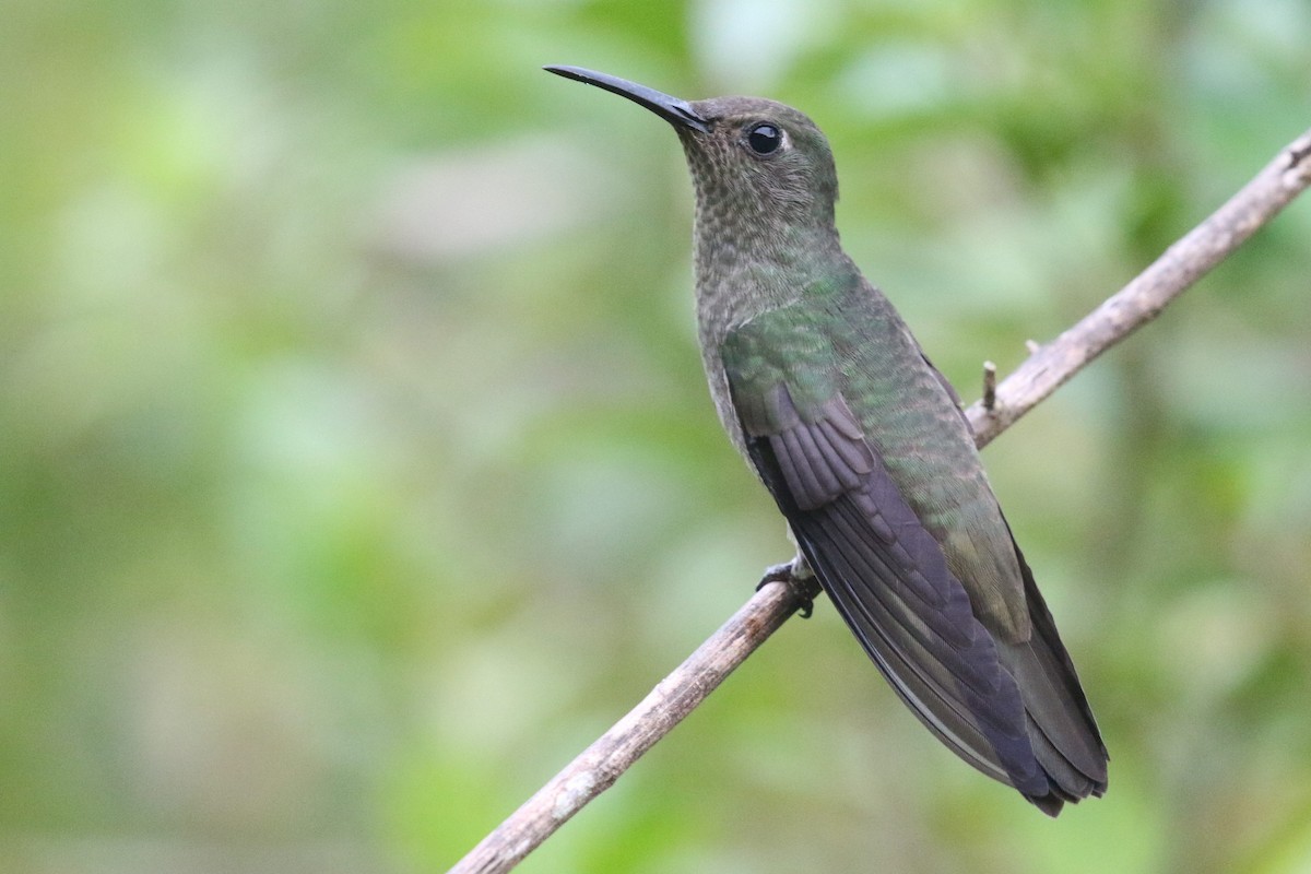 Sombre Hummingbird - ML555953741