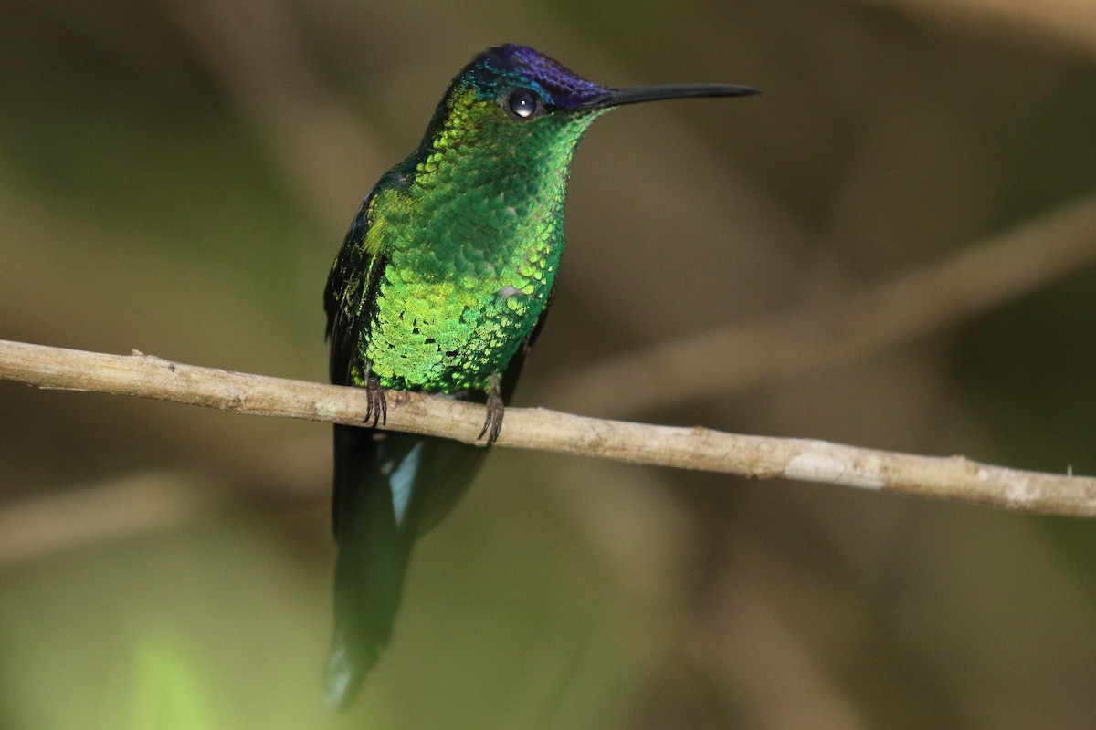 Violet-capped Woodnymph - ML555953781