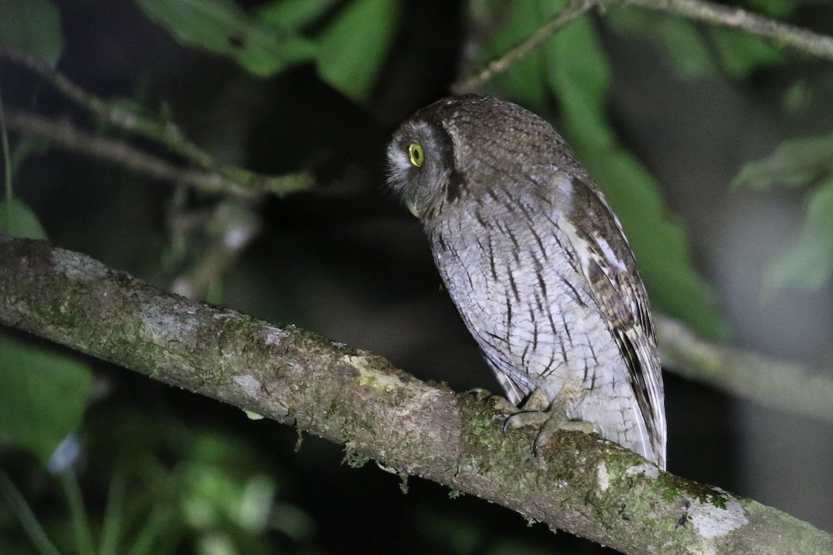 Tropical Screech-Owl - Federico Schulz