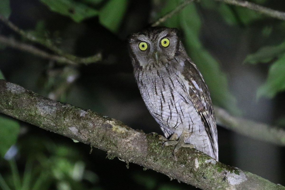 Tropical Screech-Owl - ML555953841