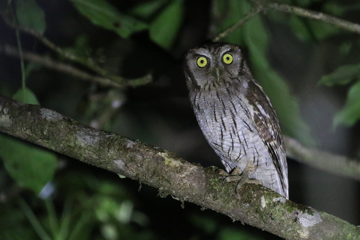 Tropical Screech-Owl - ML555953851