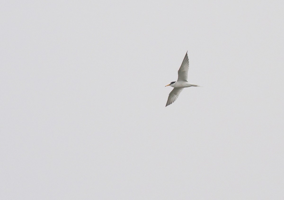 Little Tern - ML555954751