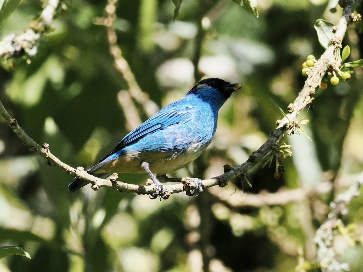 Golden-naped Tanager - ML555956881