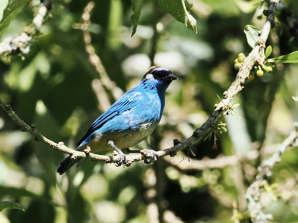 Golden-naped Tanager - ML555956891