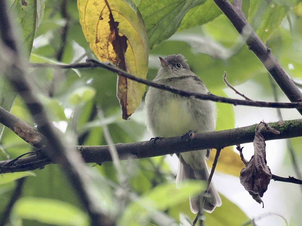 White-crested Elaenia - ML555957041