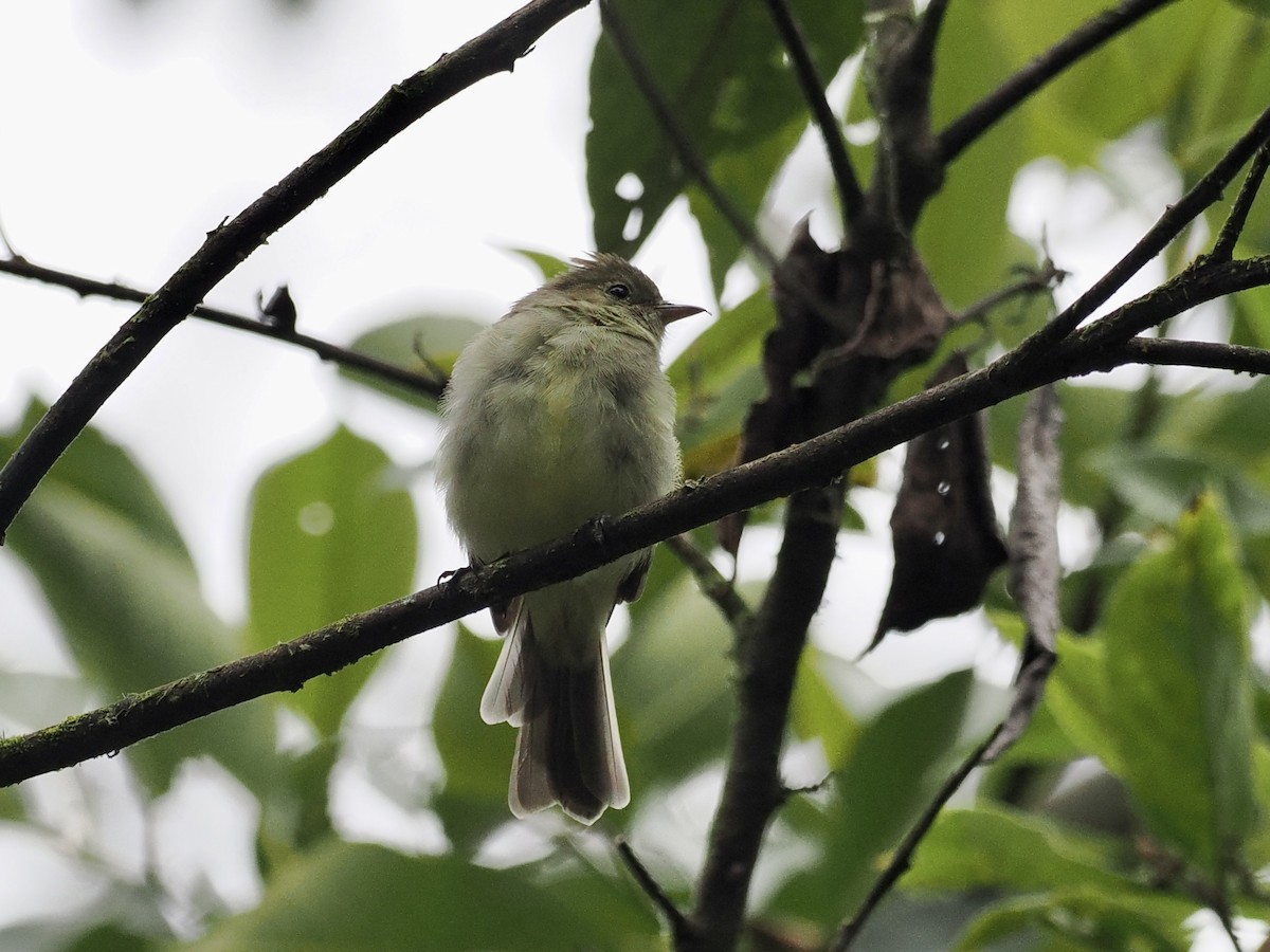 White-crested Elaenia - ML555957051