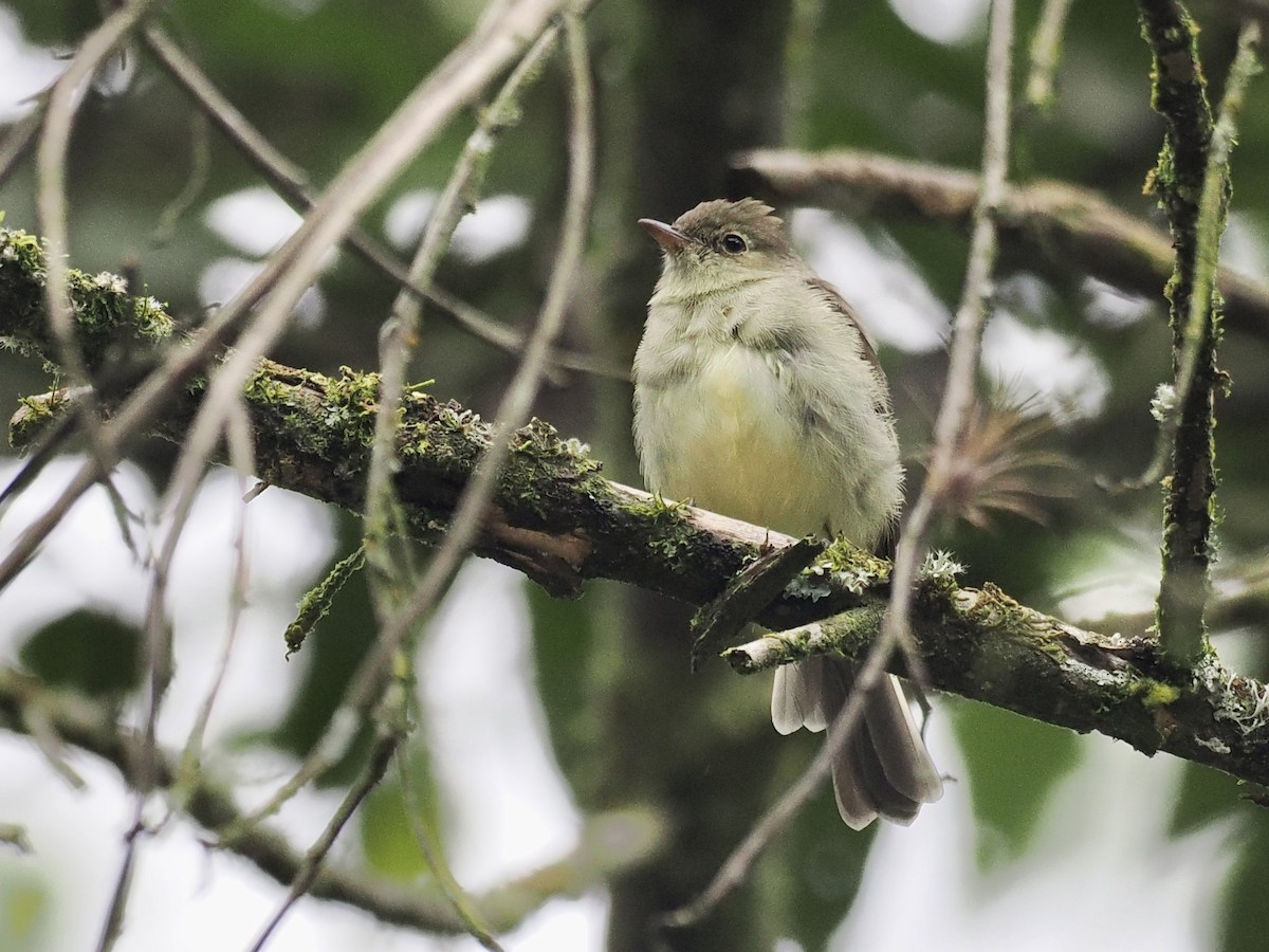 White-crested Elaenia - ML555957061