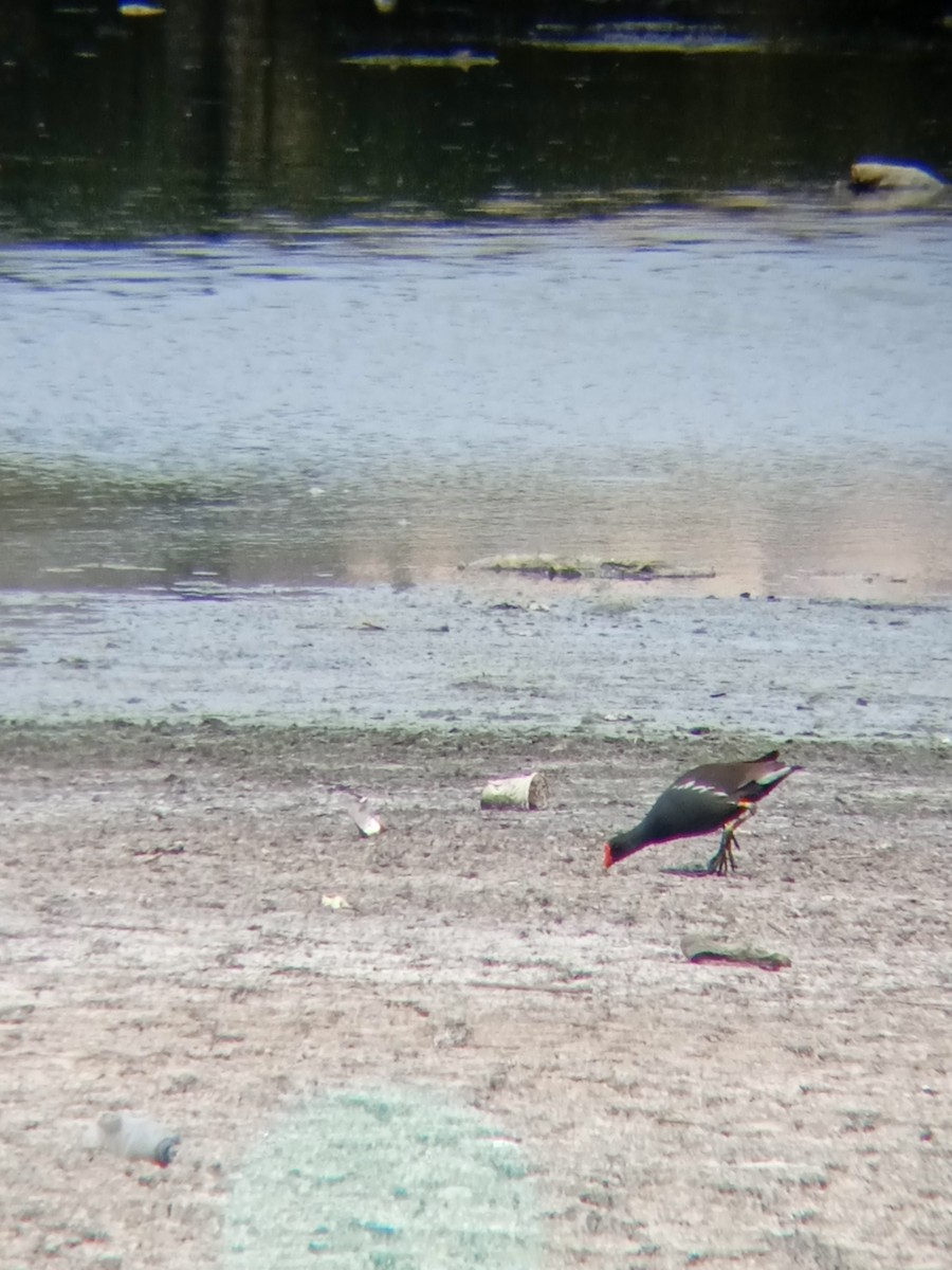 Eurasian Moorhen - ML555957491