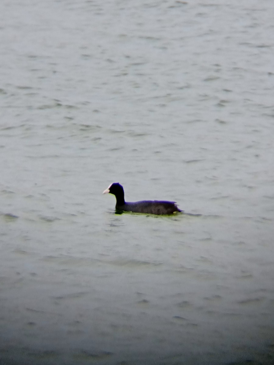 Eurasian Coot - ML555957561