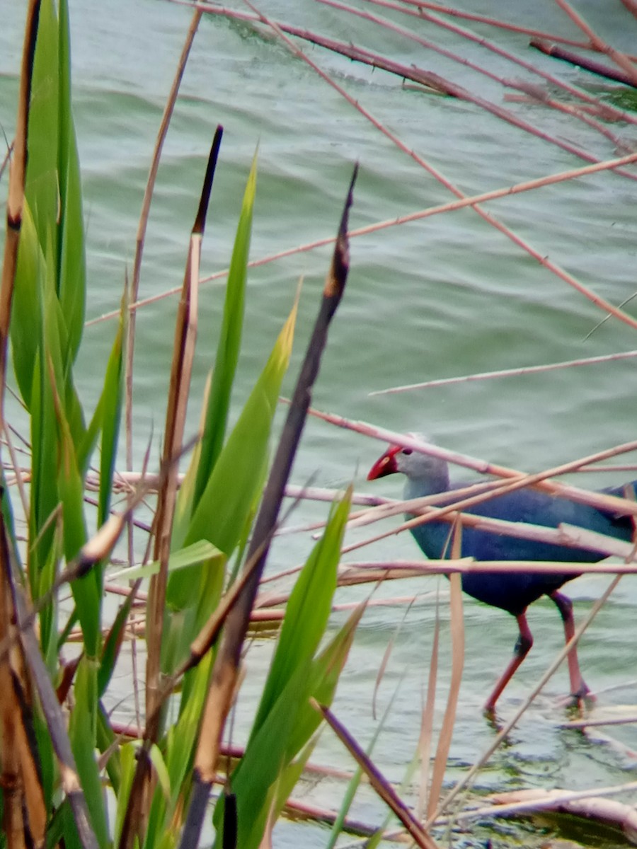 Gray-headed Swamphen - ML555957641