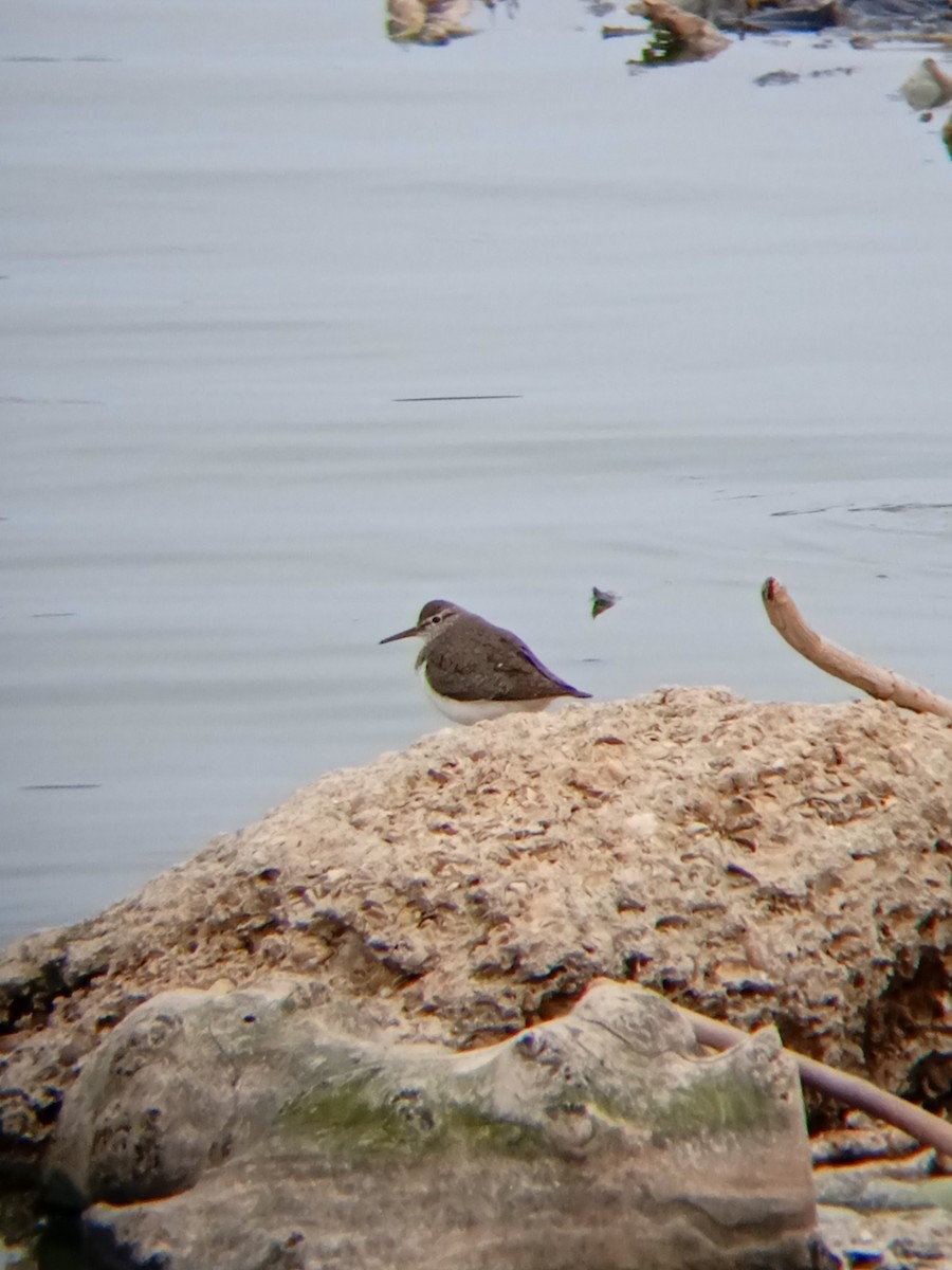 Green Sandpiper - ML555958061