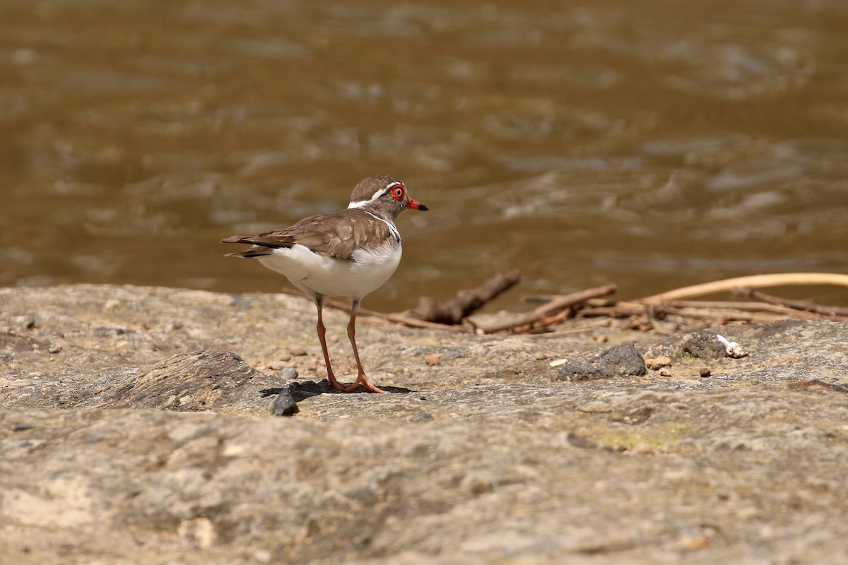 Three-banded Plover - Tommy Pedersen