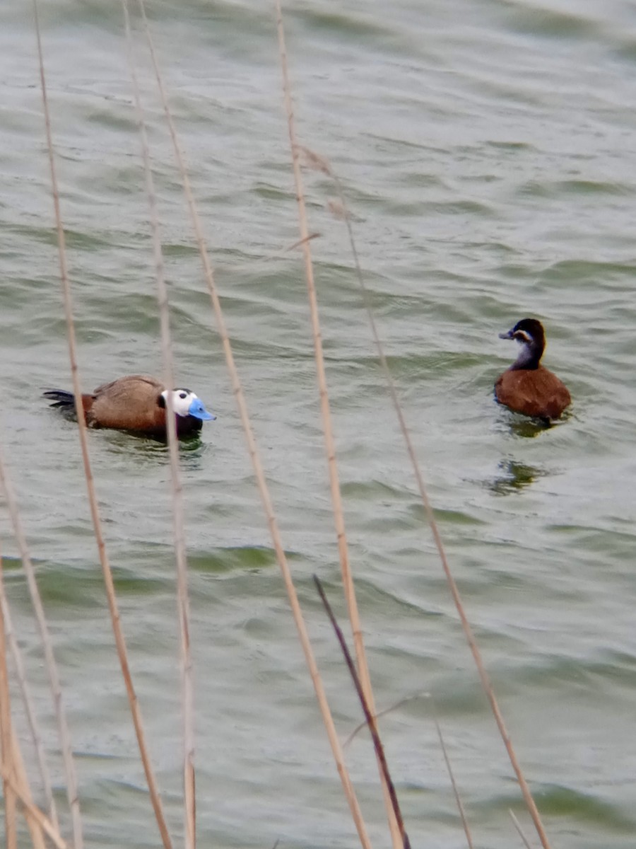 White-headed Duck - ML555959281