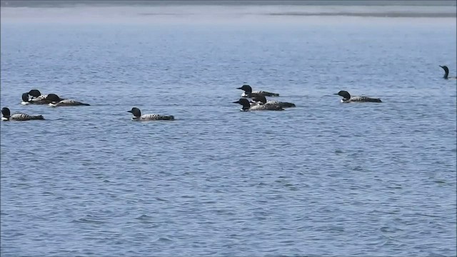 Common Loon - ML555960201