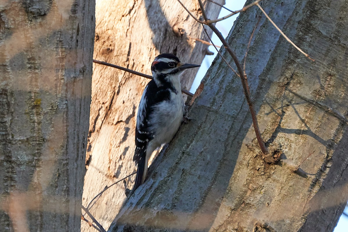 Hairy Woodpecker (Eastern) - Jay Dia