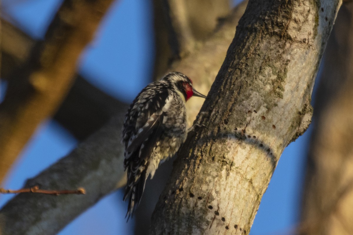 Yellow-bellied Sapsucker - ML555960791