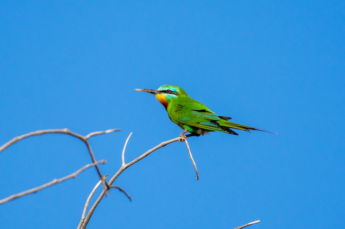 Blue-cheeked Bee-eater - Jeff Kingma