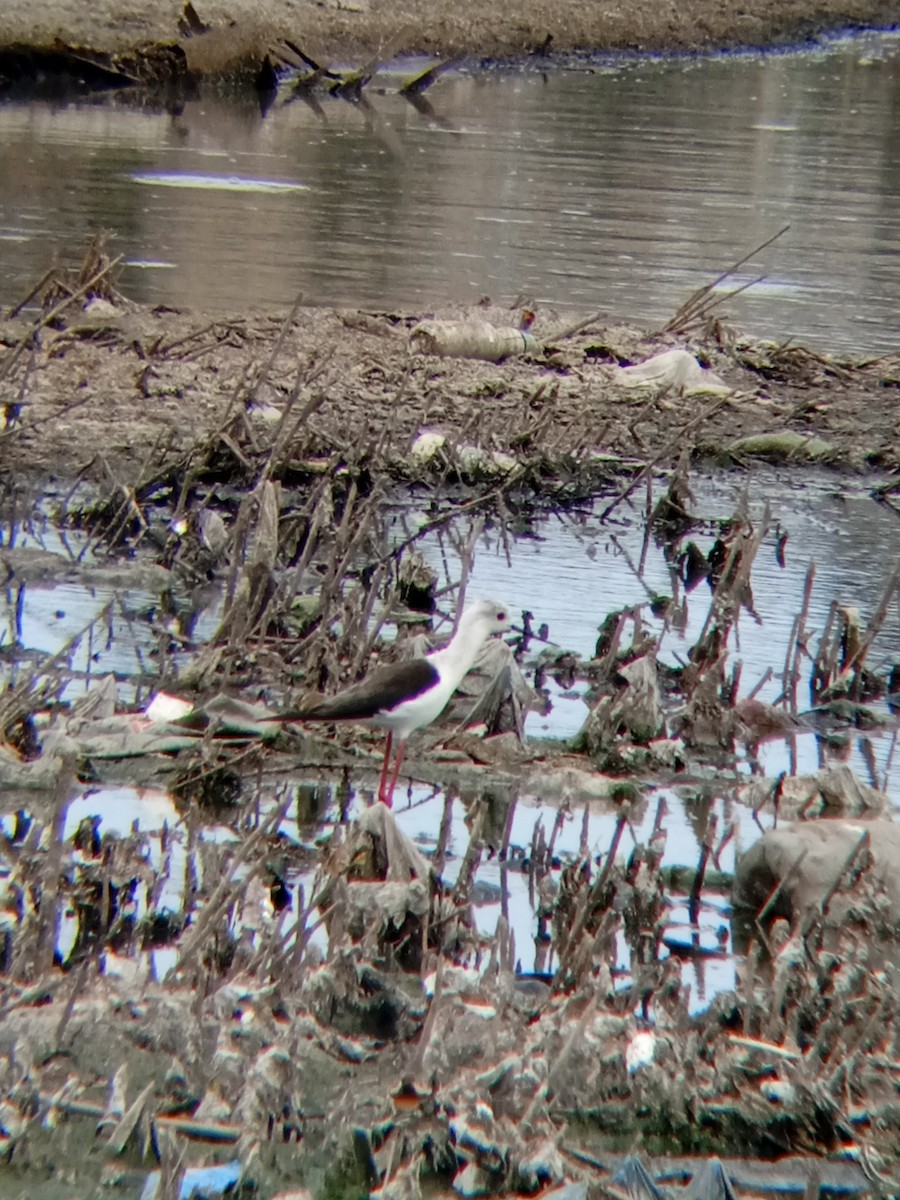Black-winged Stilt - ML555961271