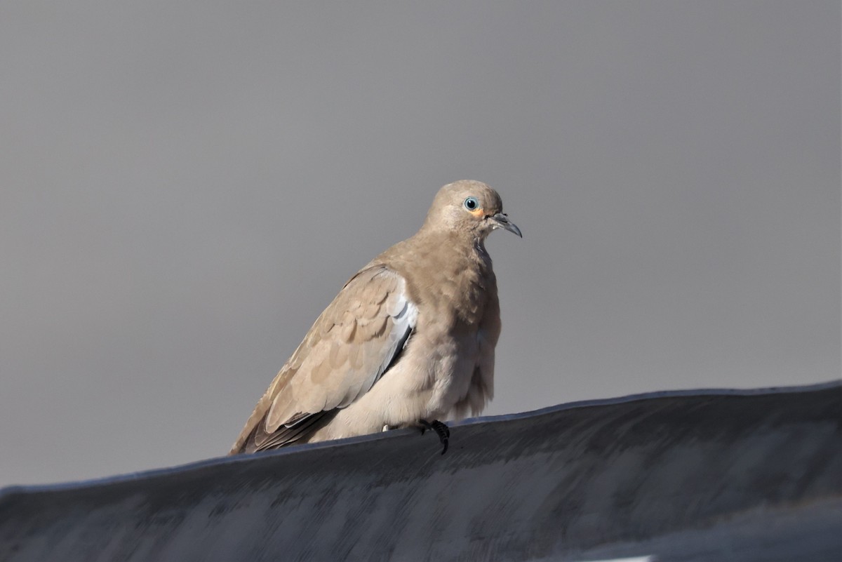 Black-winged Ground Dove - ML555961961