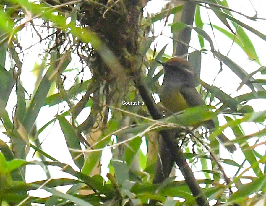 Broad-billed Warbler - Sourashis Mukhopadhyay