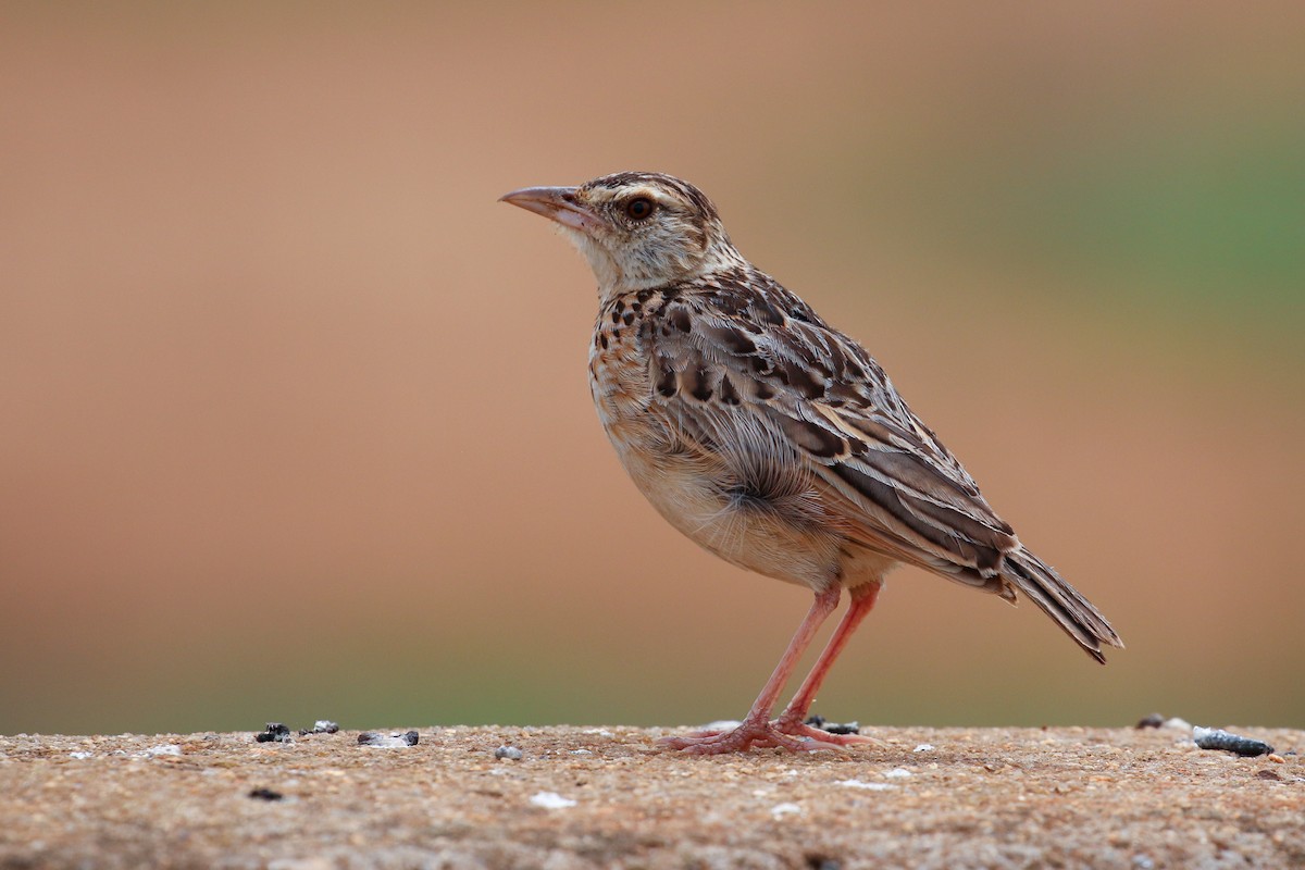 Sentinel Lark - Tommy Pedersen