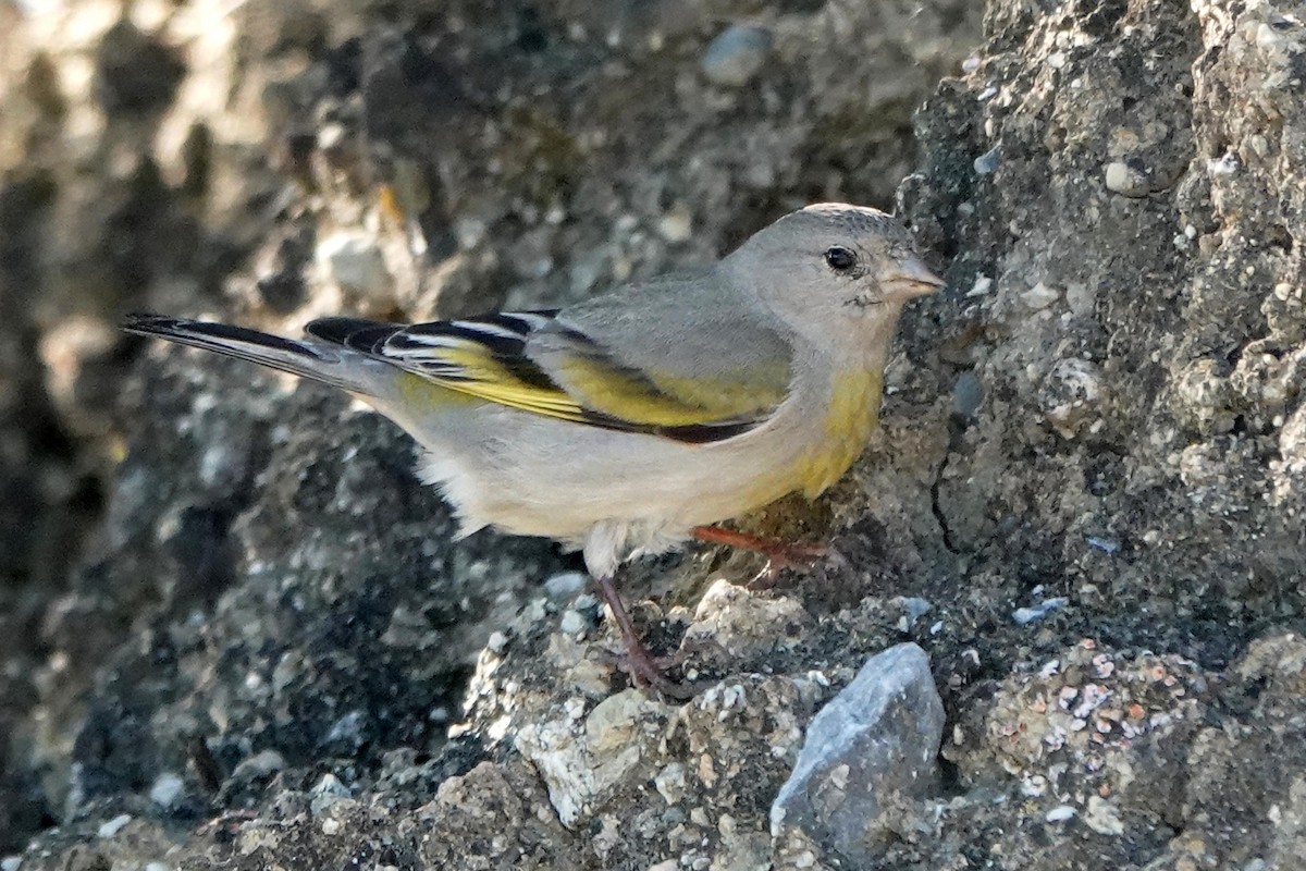 Lawrence's Goldfinch - ML555965671