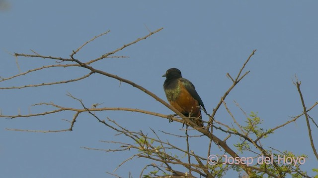 Chestnut-bellied Starling - ML555966251