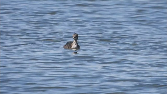 Horned Grebe - ML555966671