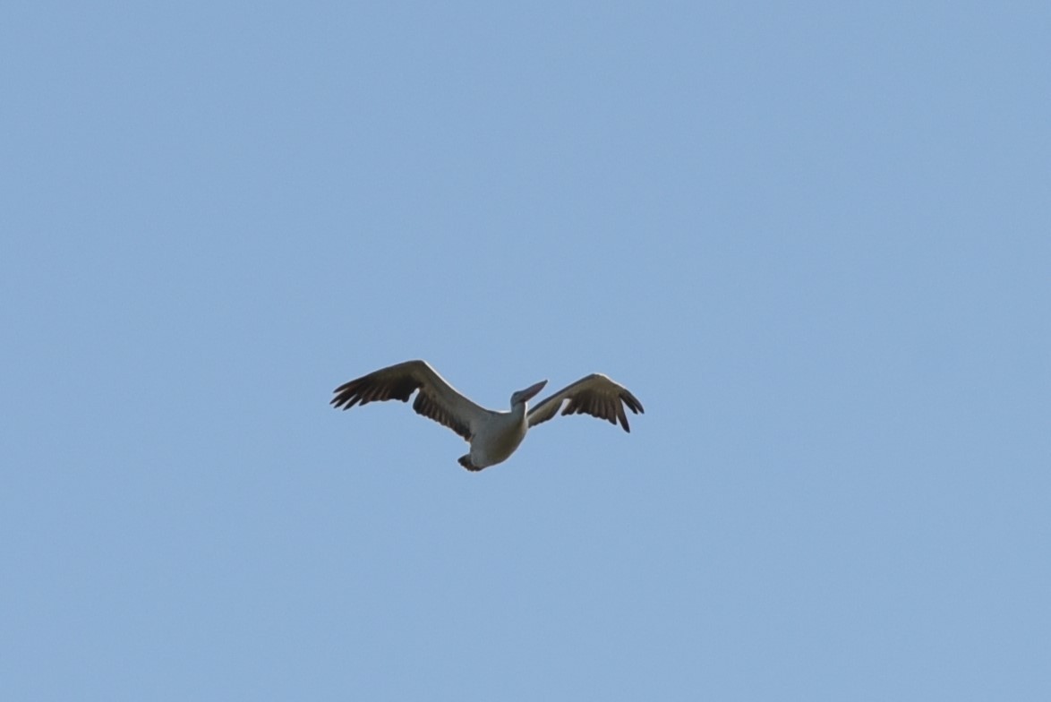 Pink-backed Pelican - ML555969391