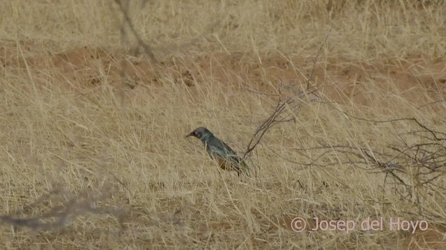 Chestnut-bellied Starling - ML555969471