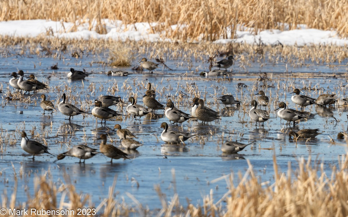 Northern Pintail - ML555969731