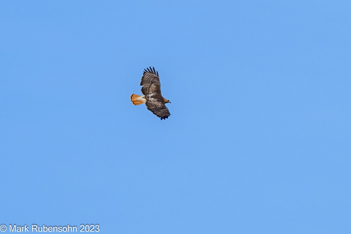 Red-tailed Hawk - ML555969821