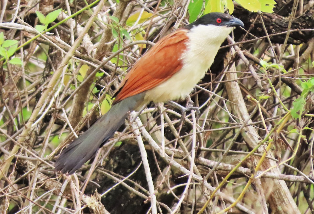 Senegal Coucal - Rick Jacobsen