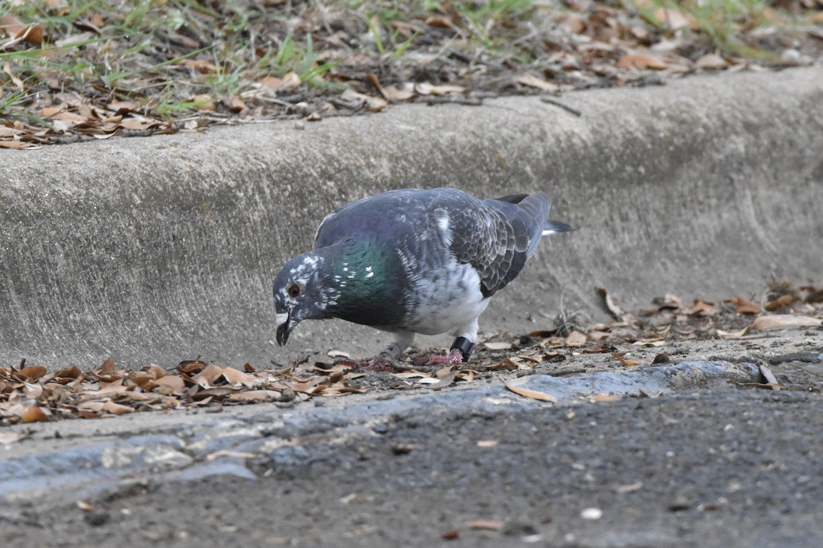 Rock Pigeon (Feral Pigeon) - ML555971421