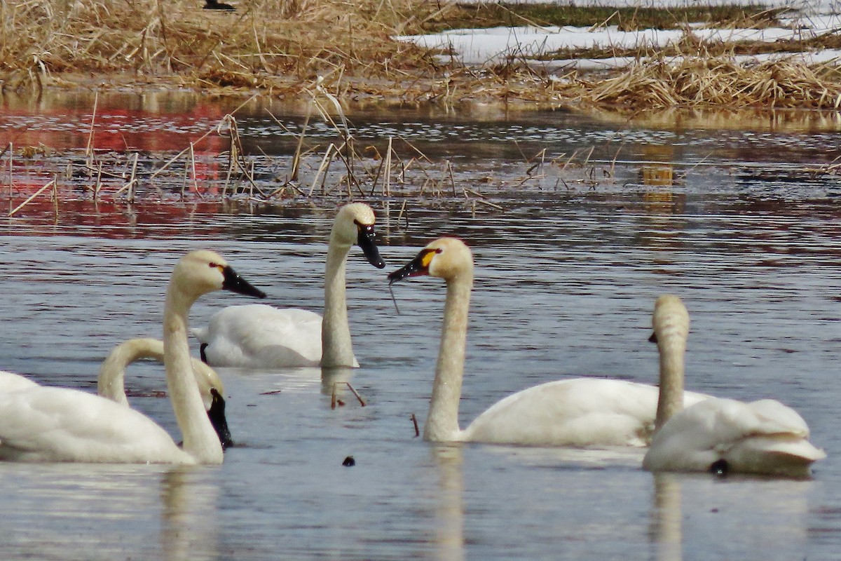 Tundra Swan - Craig Johnson